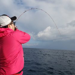 シーライオン 釣果