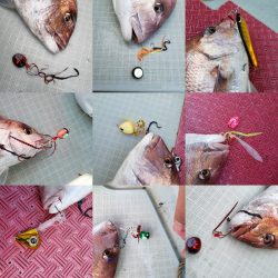 シーライオン 釣果