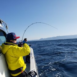 シーライオン 釣果