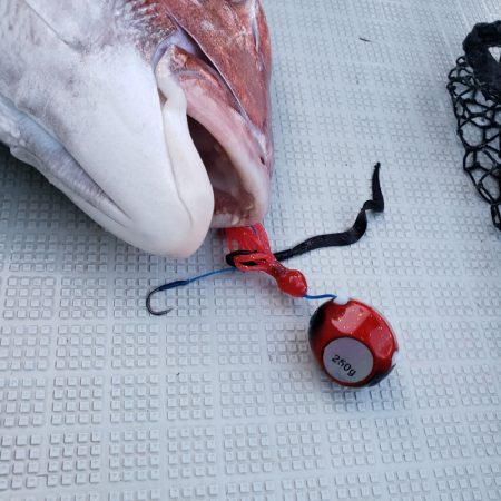 シーライオン 釣果