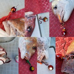 シーライオン 釣果