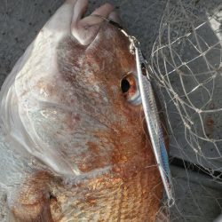 サンマリン 釣果