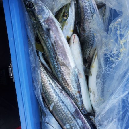 サンマリン 釣果