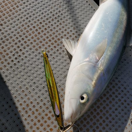 サンマリン 釣果