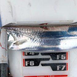 フィッシング キッタカ 釣果