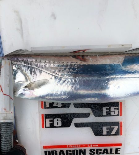 フィッシング キッタカ 釣果