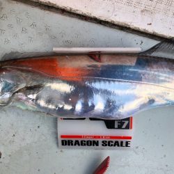 フィッシング　キッタカ 釣果