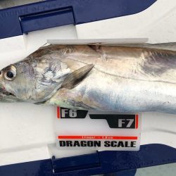 フィッシング キッタカ 釣果