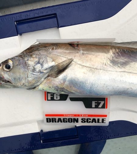 フィッシング キッタカ 釣果