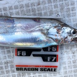 フィッシング キッタカ 釣果