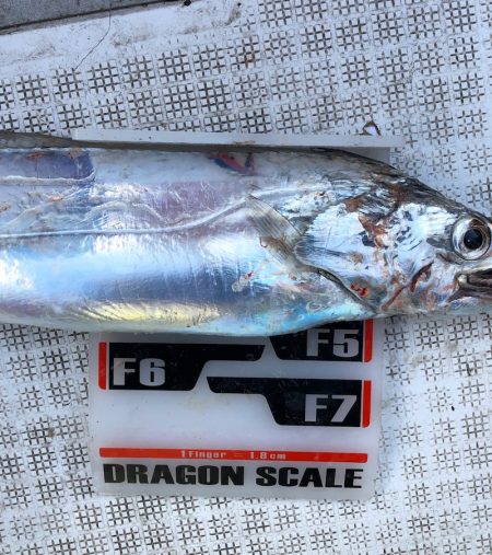 フィッシング キッタカ 釣果