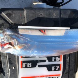 フィッシング キッタカ 釣果