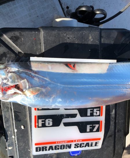 フィッシング キッタカ 釣果