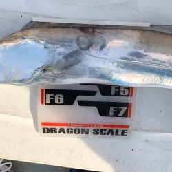 フィッシング キッタカ 釣果