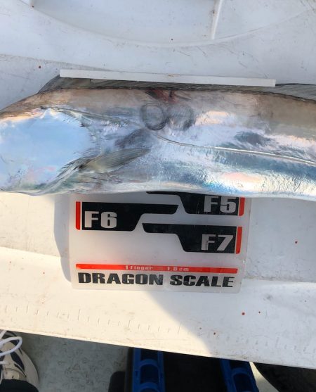 フィッシング キッタカ 釣果