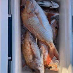 フィッシング キッタカ 釣果