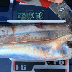 フィッシング キッタカ 釣果