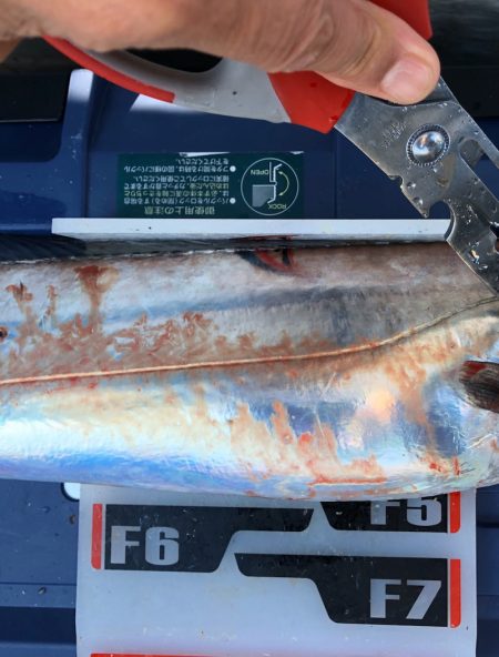 フィッシング キッタカ 釣果