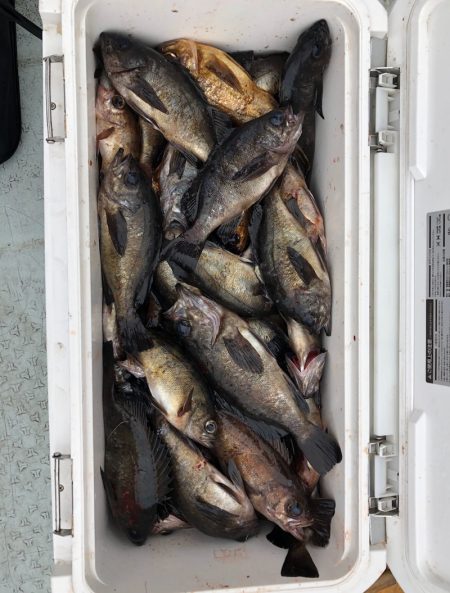 フィッシング　キッタカ 釣果