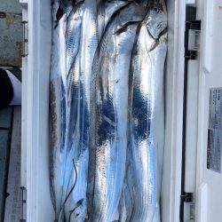 フィッシング キッタカ 釣果