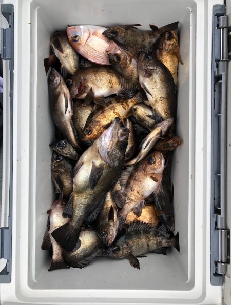 フィッシング　キッタカ 釣果