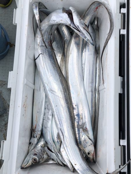 フィッシング　キッタカ 釣果