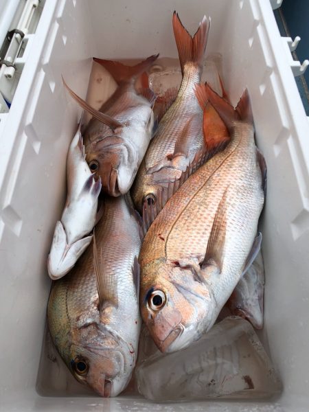 第二八坂丸 釣果