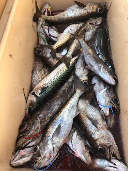 ＴＡＲＯＭＡＲＵ 釣果