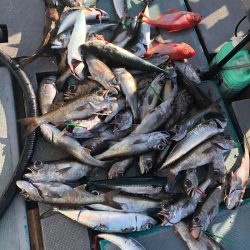 ＴＡＲＯＭＡＲＵ 釣果