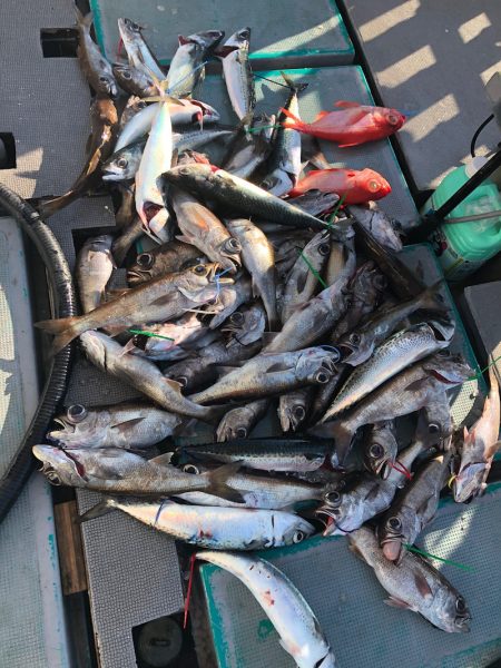 ＴＡＲＯＭＡＲＵ 釣果