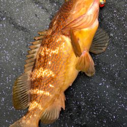 あみや渡船 JIGBOY 釣果