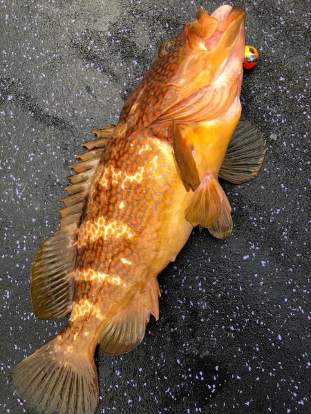 あみや渡船 JIGBOY 釣果