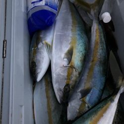 あみや渡船 JIGBOY 釣果