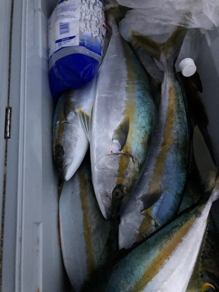 あみや渡船 JIGBOY 釣果