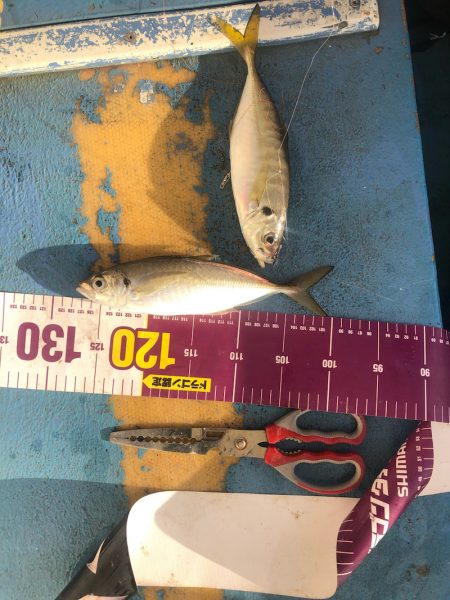 ヤザワ渡船 釣果