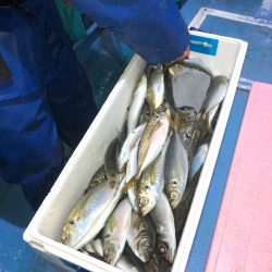 ヤザワ渡船 釣果