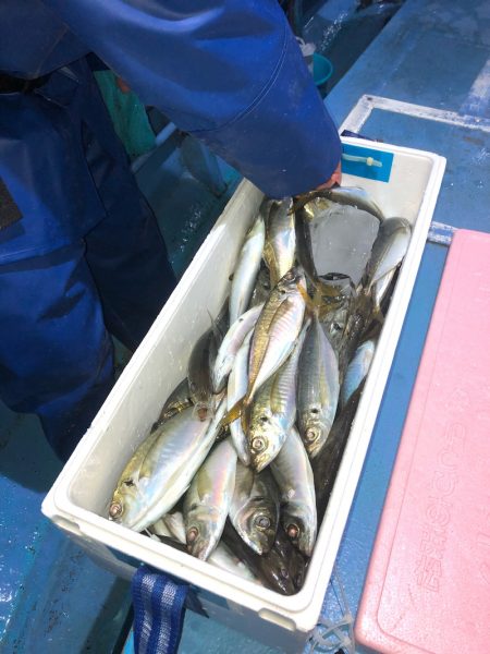 ヤザワ渡船 釣果
