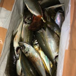 ヤザワ渡船 釣果
