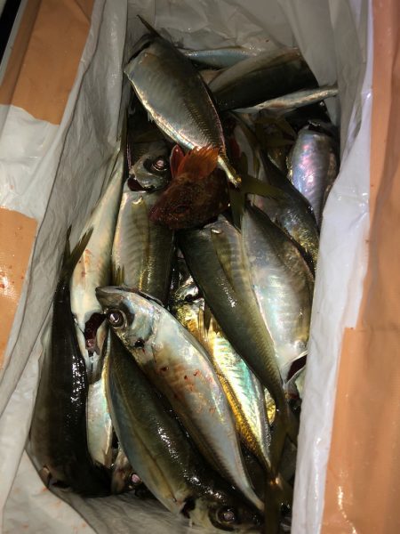 ヤザワ渡船 釣果