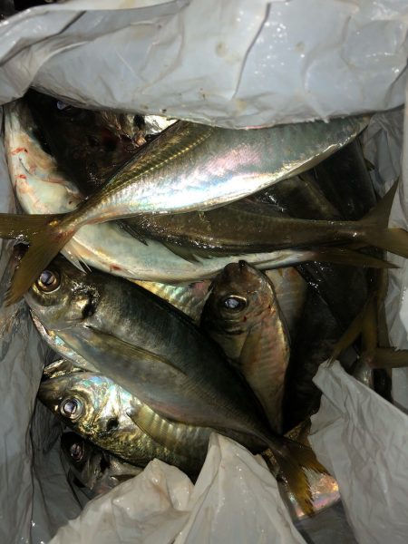 ヤザワ渡船 釣果