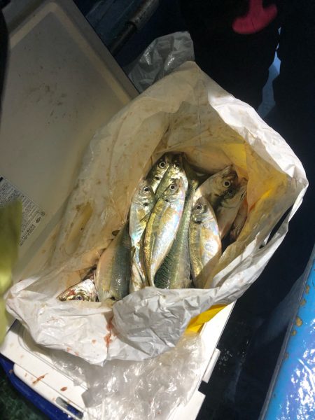 ヤザワ渡船 釣果