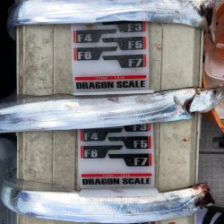 フィッシング　キッタカ 釣果