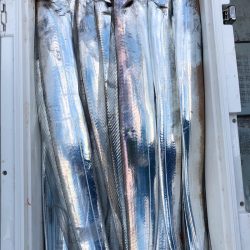 フィッシング　キッタカ 釣果