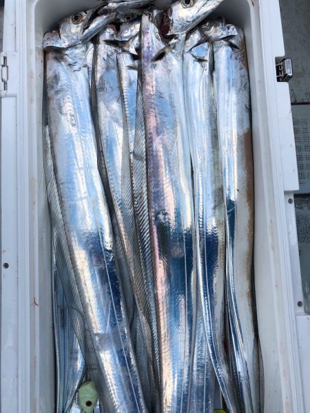 フィッシング　キッタカ 釣果