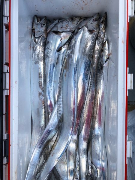 フィッシング　キッタカ 釣果