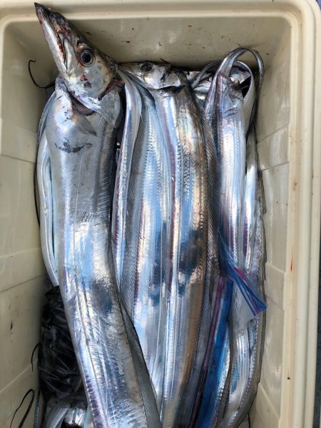 フィッシング　キッタカ 釣果