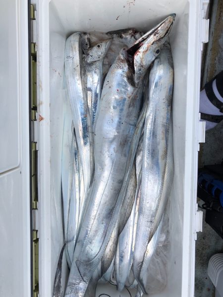 フィッシング　キッタカ 釣果