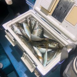 ヤザワ渡船 釣果