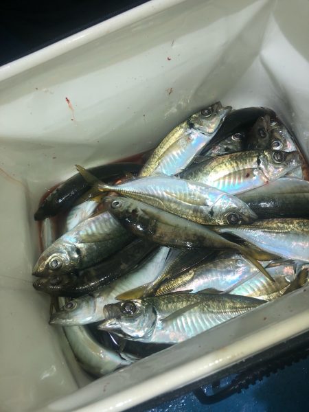 ヤザワ渡船 釣果