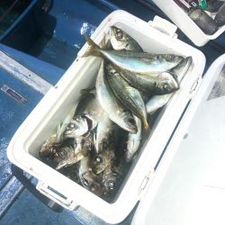 ヤザワ渡船 釣果